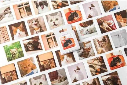 Stickerdoosje | Stickers met poezenfoto's
