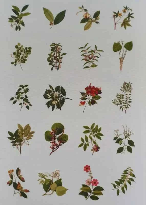 Grote Washistickers | Groene Planten en Bladeren