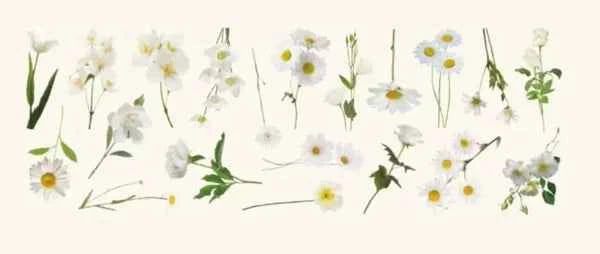 PET-stickers | Witte bloemen