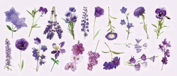 PET-stickers | Paarse bloemen