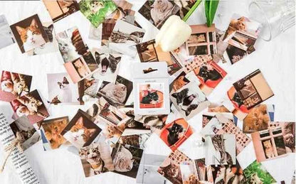 Stickerdoosje | Stickers met poezenfoto's
