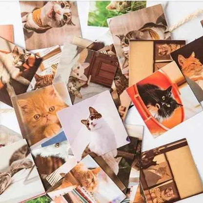 Stickerdoosje | Stickers met poezenfoto's