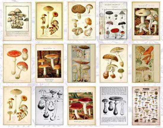 Papierblokje 60 vellen | Paddenstoelen